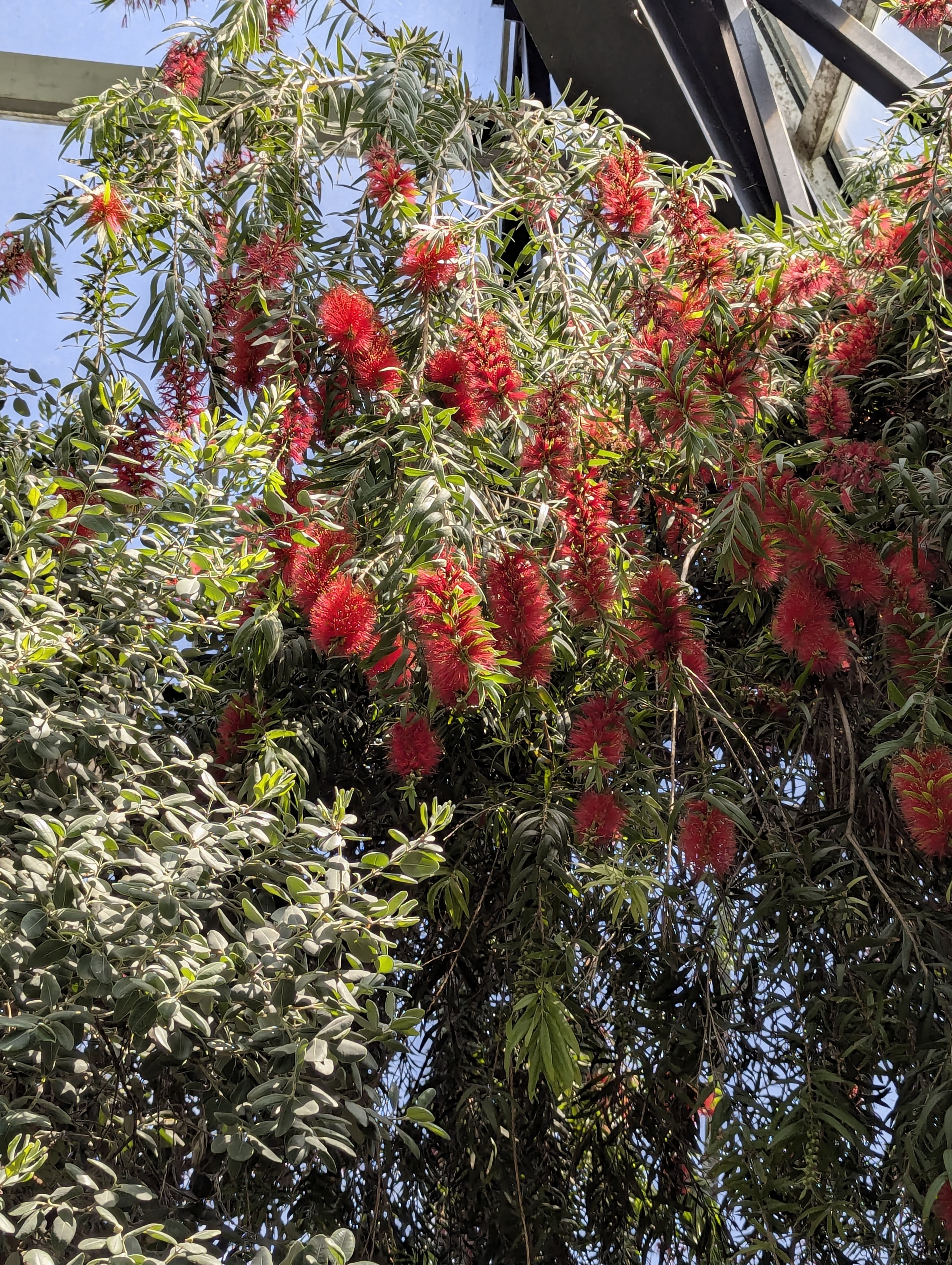 Birthday Trip to Canada, Edmonton, Pyramids, Muttart Observatory